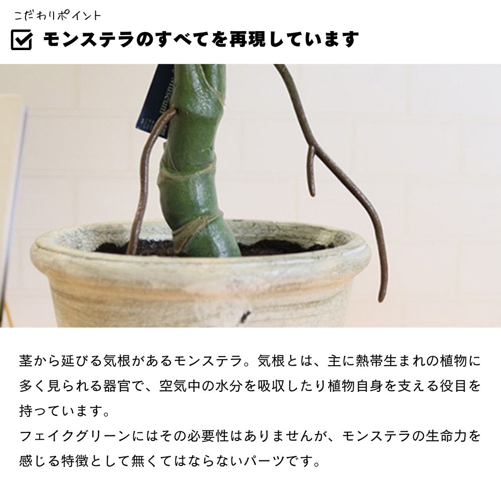 モンステラバリエガータポット65cm