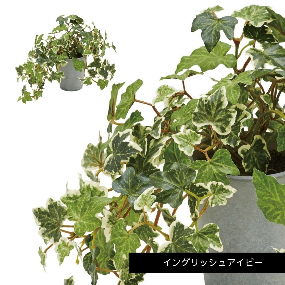 セメントポットミニプランツＭサイズ