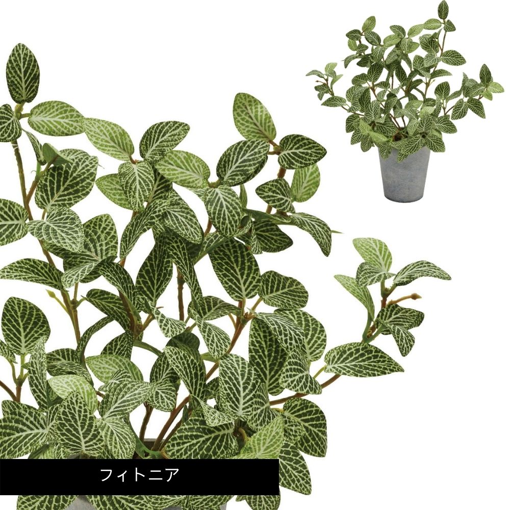 セメントポットミニプランツＭサイズ