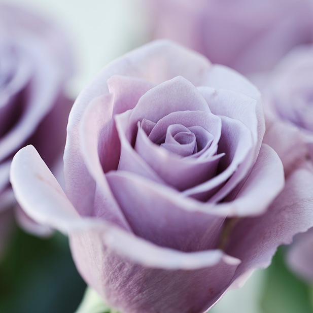 �����ץ���ʡ��֥롼�����������ܹ�Ʋ