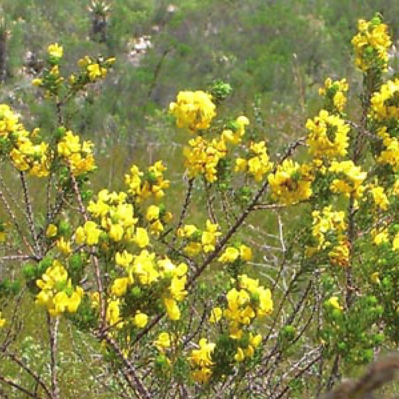 ハニーブッシュ