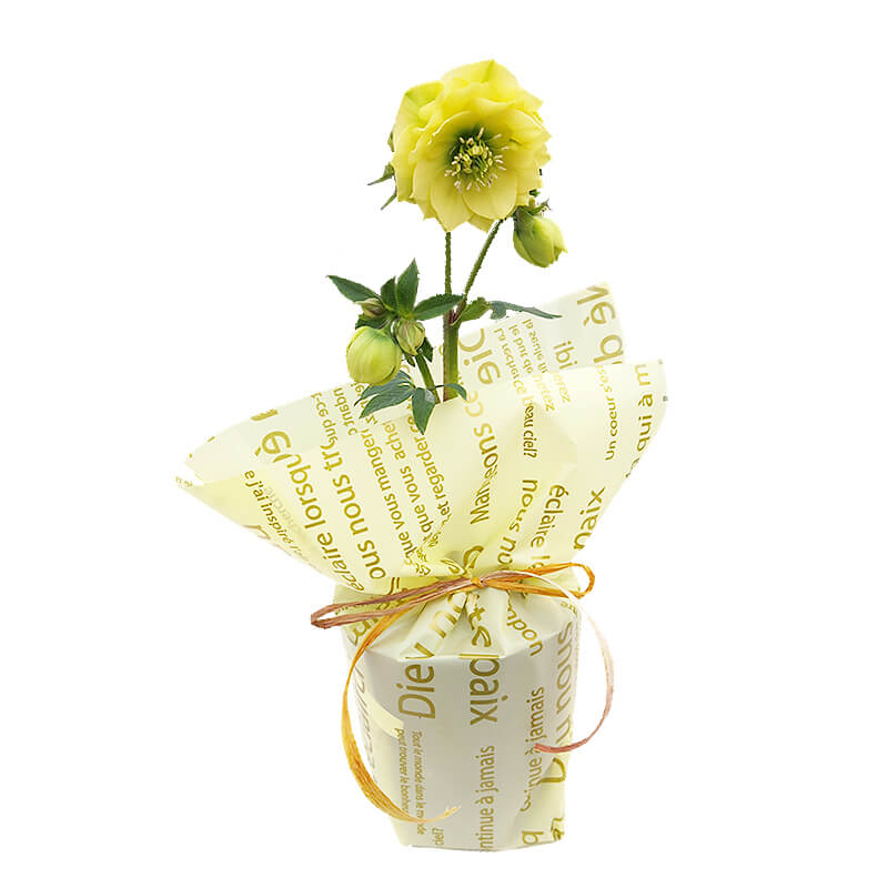 クリスマスローズ - 生花 - チャグまるしぇ滝沢【岩手県滝沢市 公式