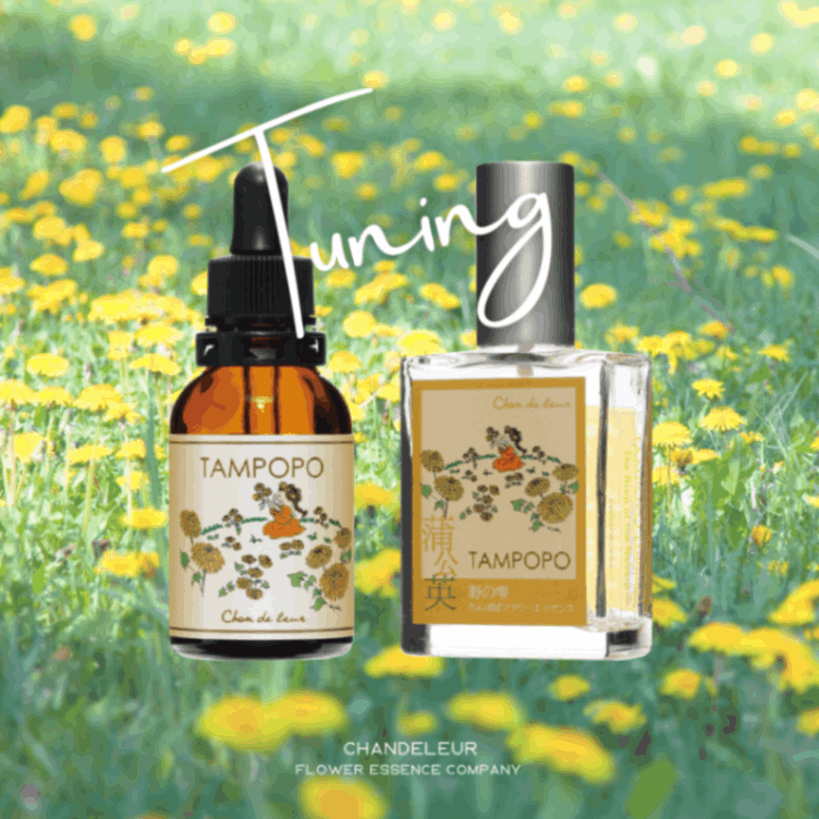 予約】小待宵草フラワーエッセンススプレー～光の雫～ 和の