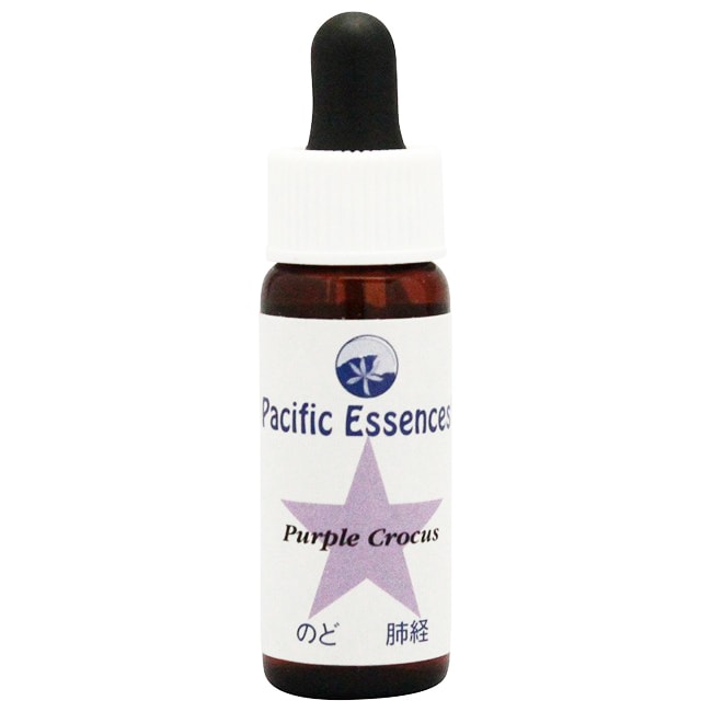 パープルクロッカス