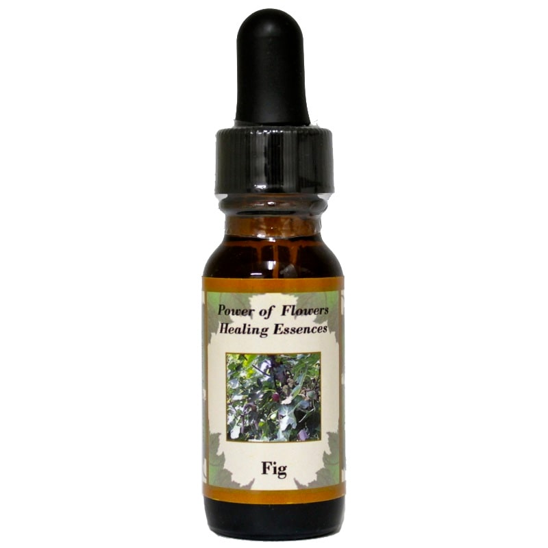 フィグ（イチジク）