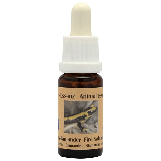 火トカゲ　Fire Salamander