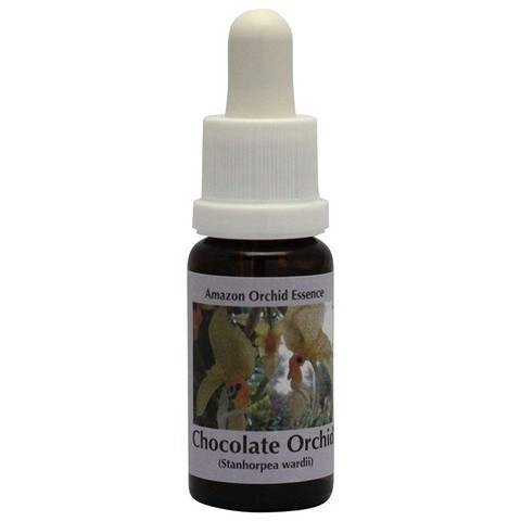 チョコレートオーキッド