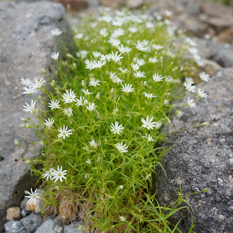スポーツてぬぐい / マツムシソウ & イワツメクサ