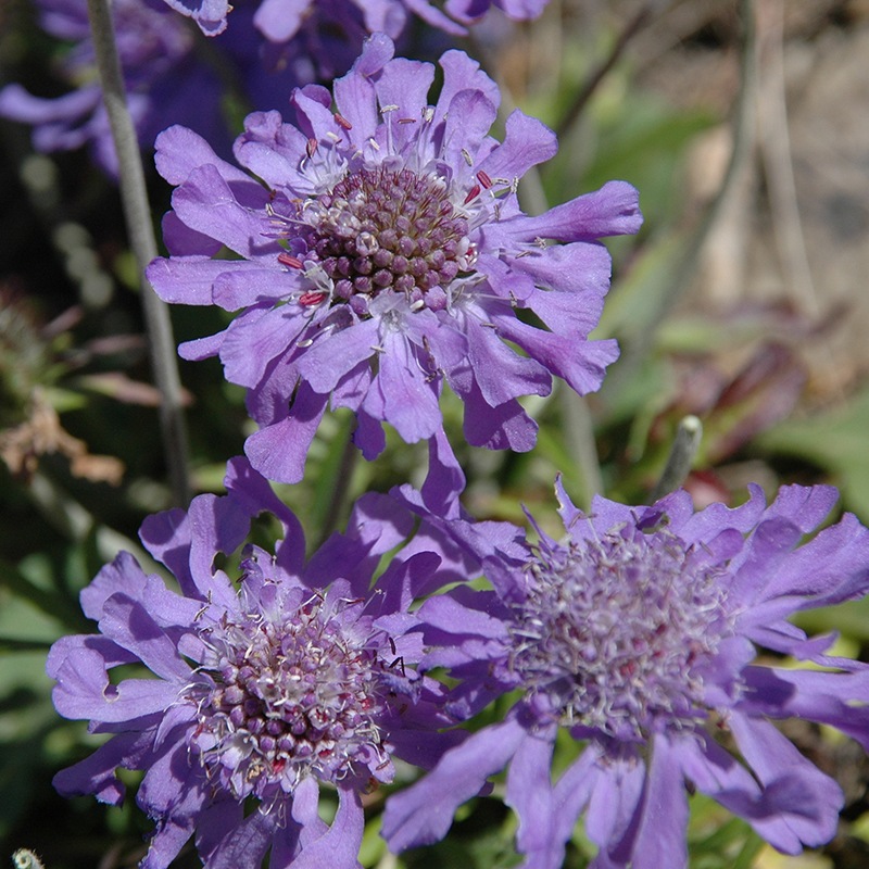 スポーツてぬぐい / マツムシソウ & イワツメクサ