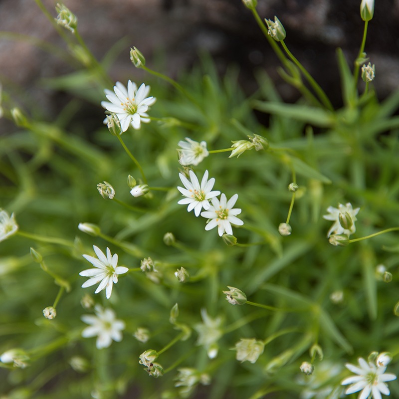 スポーツてぬぐい / マツムシソウ & イワツメクサ