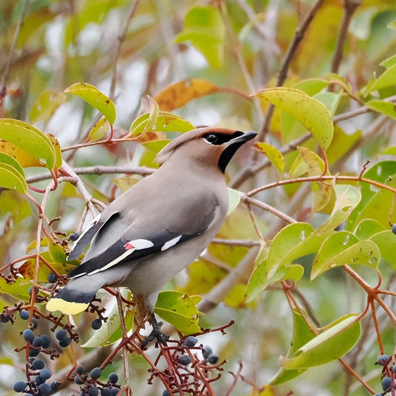 スポーツてぬぐい / ナナカマド＆レンジャク