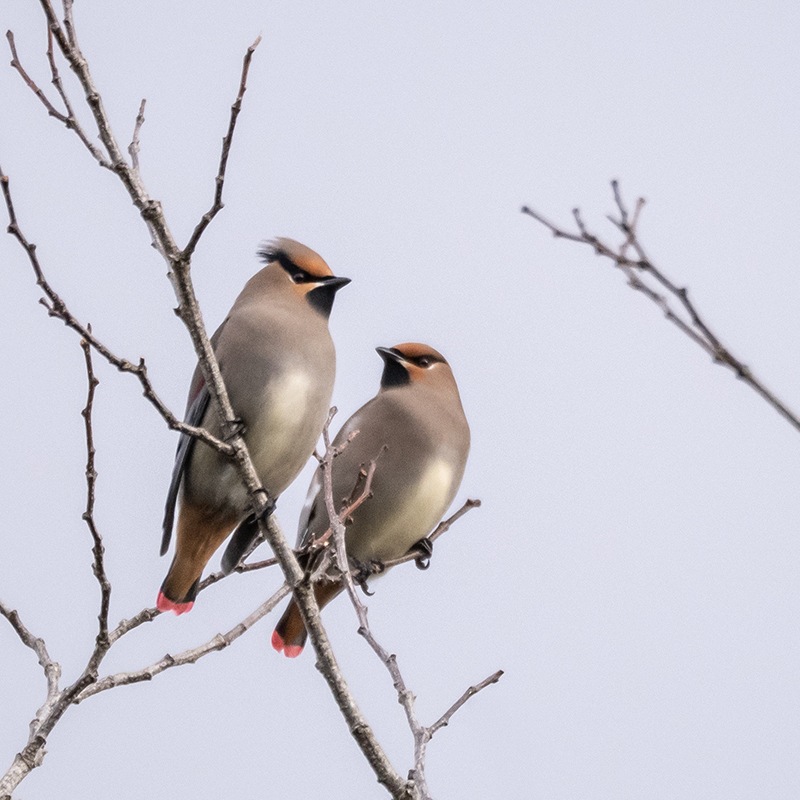 スポーツてぬぐい / ナナカマド＆レンジャク