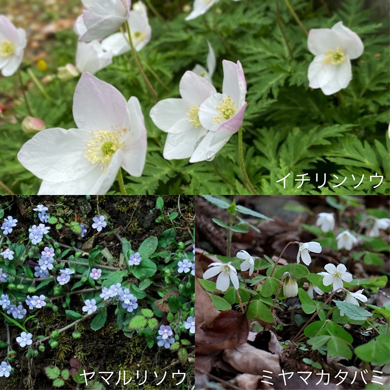 スポーツてぬぐい / イチリンソウ