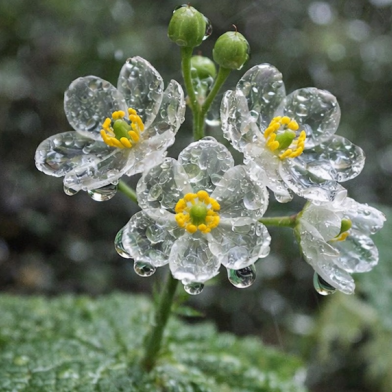 スポーツてぬぐい / サンカヨウ