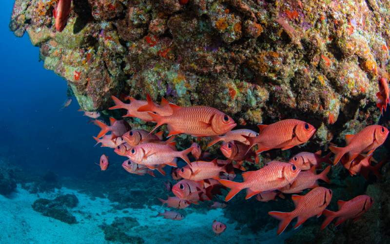 海と女性の油彩画　装飾フレーム付き 75x51.5cm ≪国美協≫南 美穂子、『岬の修道院(南イタリア)』、油彩画、F6号：40