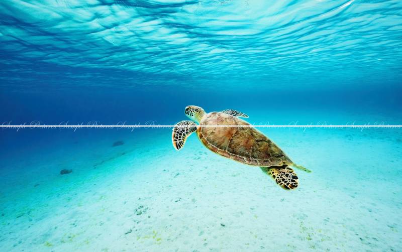 バロックスタイル タペストリー 田園風景 バロックスタイル タペストリー 田園風景