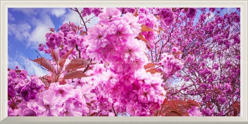 【パノラマ窓仕様】さくら並木 鮮やかな桜の絨毯 並木道 花びら絨毯 壁紙ポスター 窓仕様さくら並木 鮮やかな桜の絨毯 サクラ 並木道 花びら絨毯 壁紙