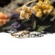 CLADDAGH RING-SILVER