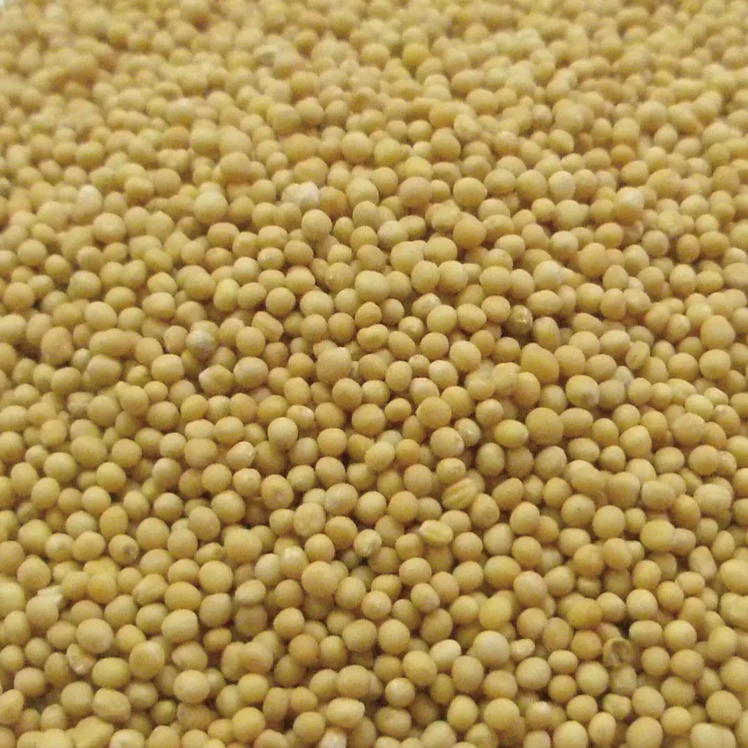 マスタード ホール 500g