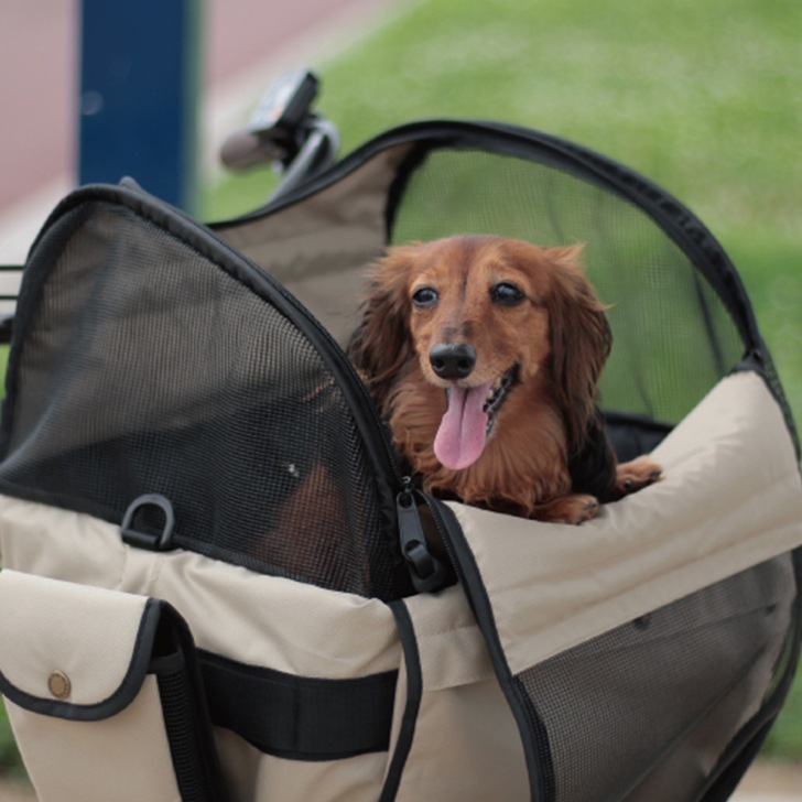 maruto �ڥåȥ���꡼�������С�