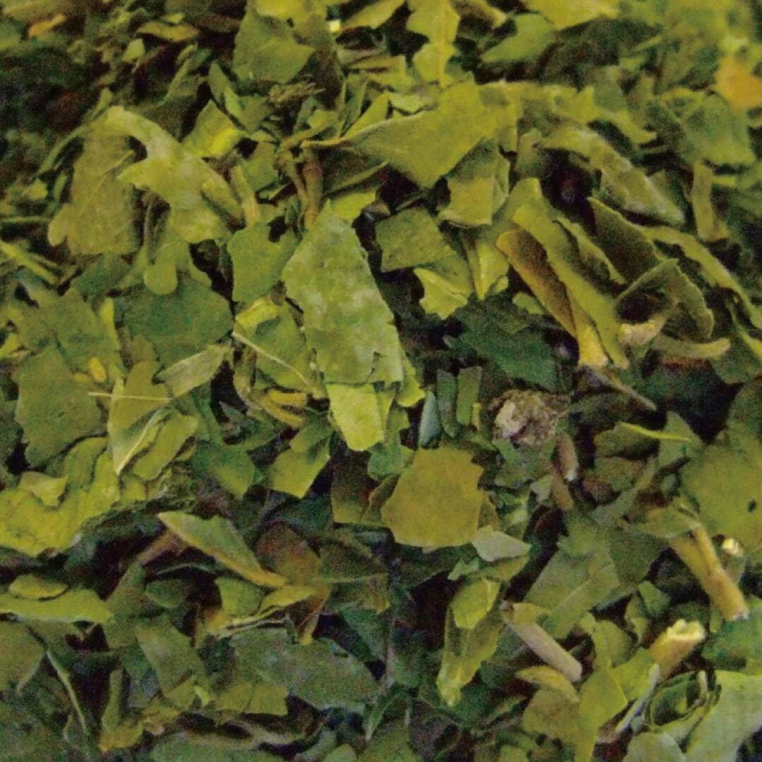 ギムネマ シルベスタ カット大 20g