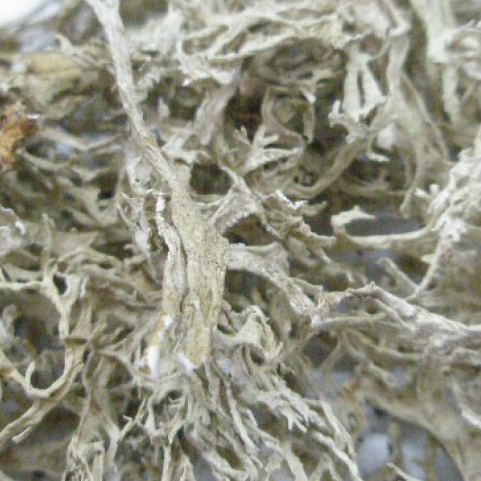 オークモス カット 20g