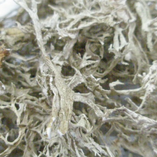 オークモス カット 500g