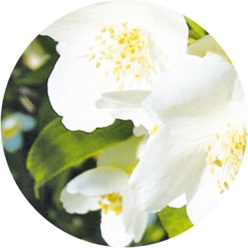 ランプフレグランス ジャスミン＆チュベローズ 500ml [アシュレイ＆バーウッド ]