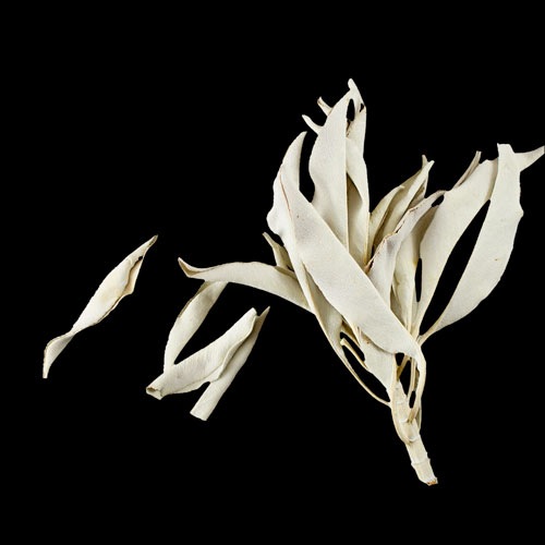 ホワイトセージ プレミアム 18g