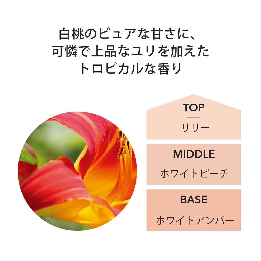 ランプフレグランス ホワイトピーチ＆リリー 500ml [アシュレイ＆バーウッド ]