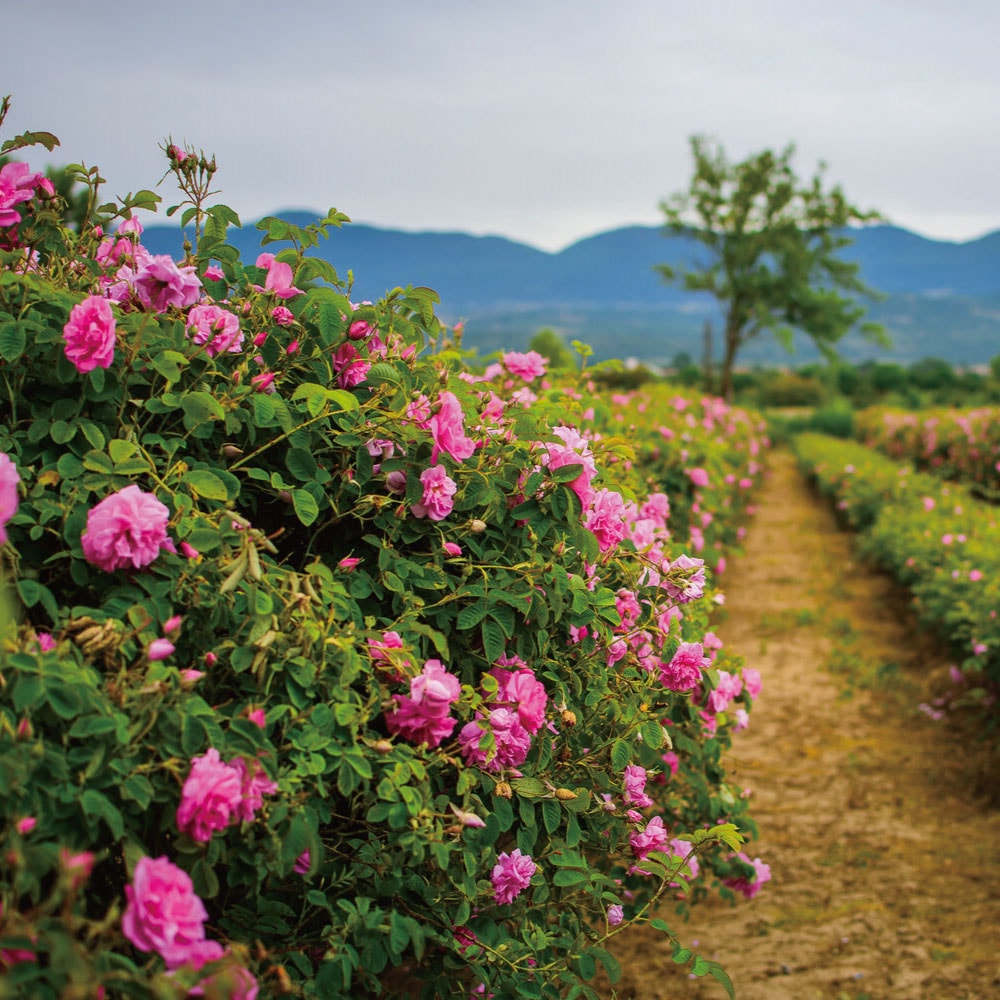 ダマスクローズスパークリング スパークロゼ 200ml 3本ギフトセット ノンアルコール 微炭酸飲料