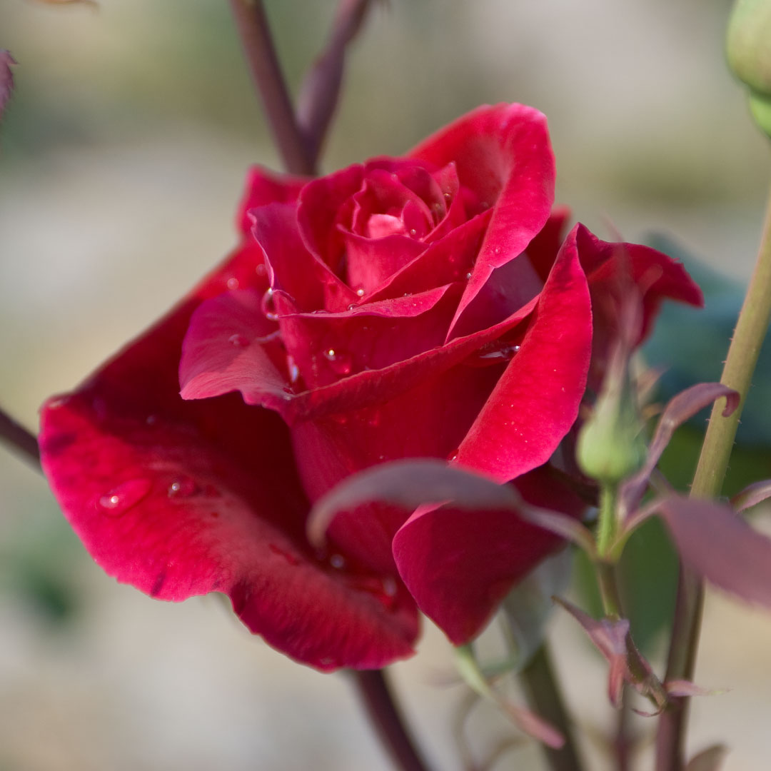 モイスチャーディープクリーム 40g [ローズドビオ]