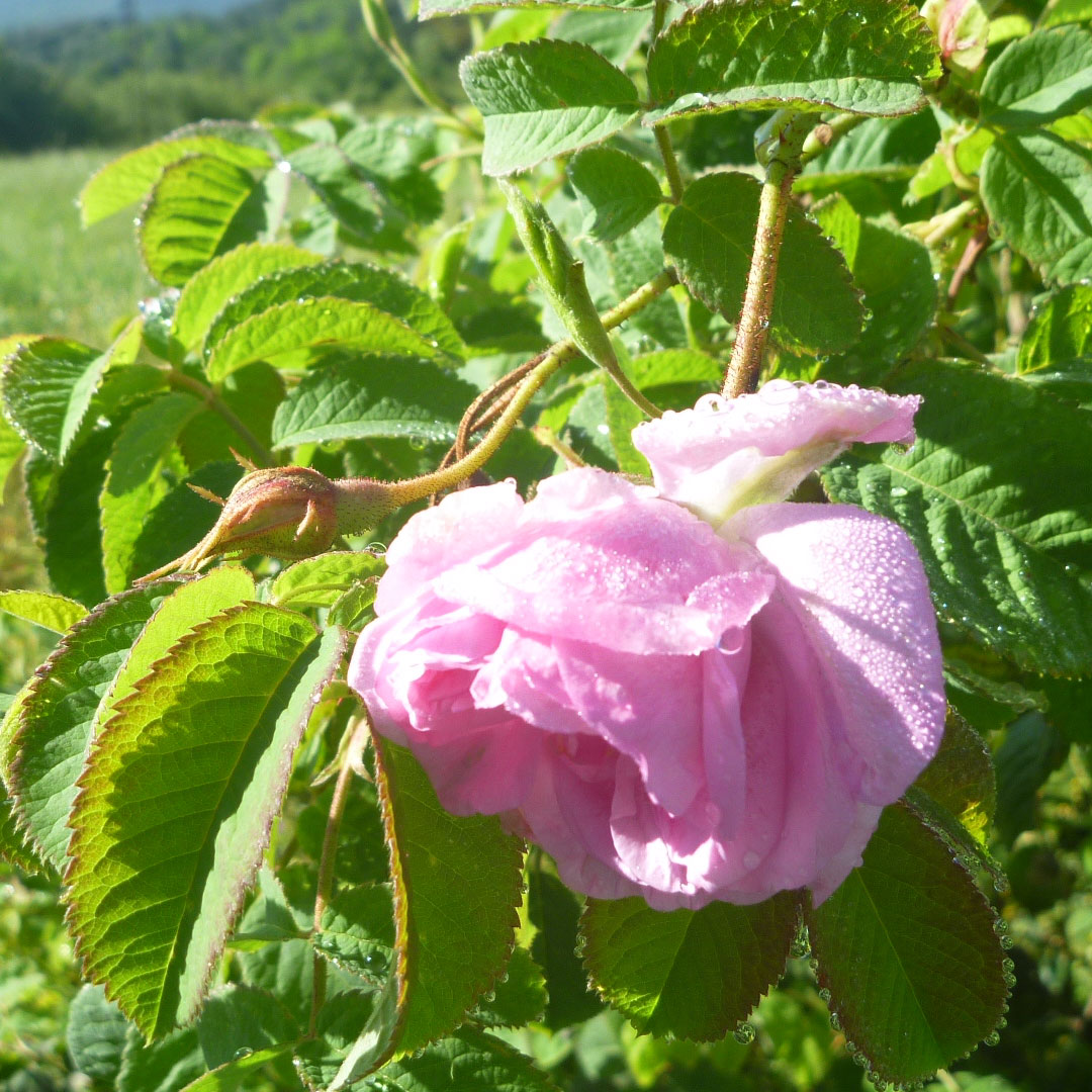 モイスチャーディープクリーム 40g [ローズドビオ]