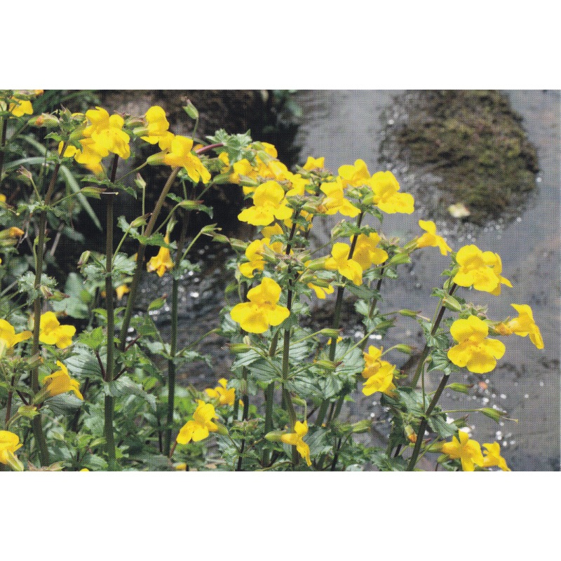 フラワーエッセンス 02 ミムラス [ヒーリングハーブス] | カリス成城