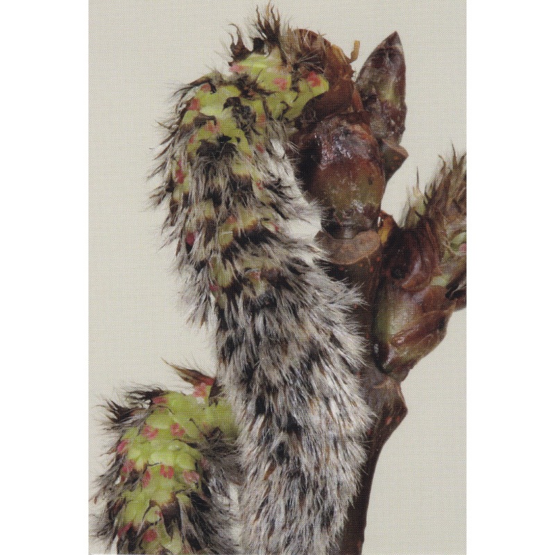 フラワーエッセンス 04 アスペン [ヒーリングハーブス]