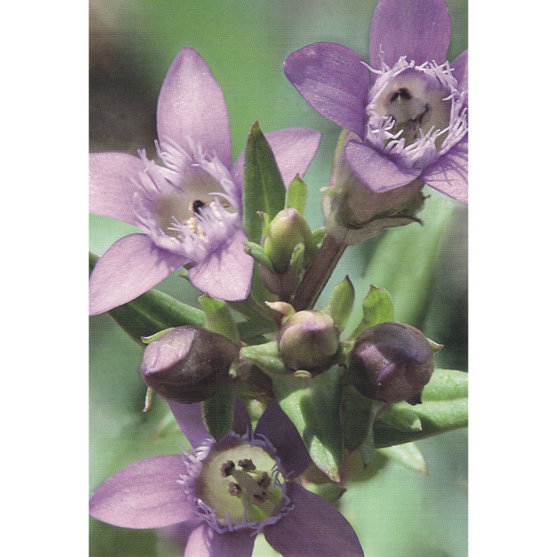 フラワーエッセンス 08 ゲンチアナ [ヒーリングハーブス] | カリス成城