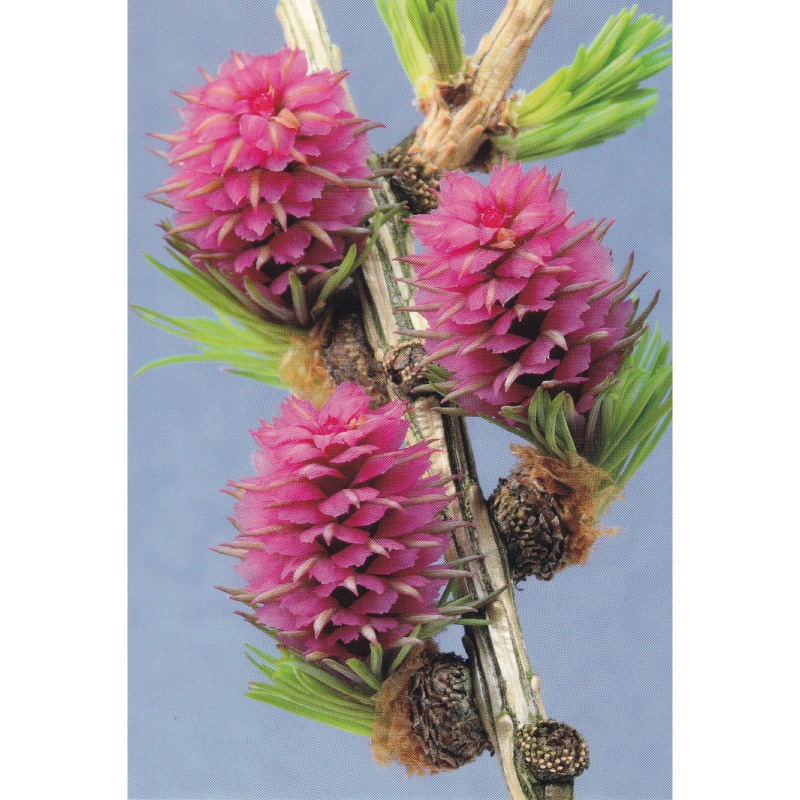 まりりん♪1710+1610×6=11370■ヒーリングハーブス社フラワー まりりん♪1710+1610×6=11370□ヒーリングハーブス社フラワー