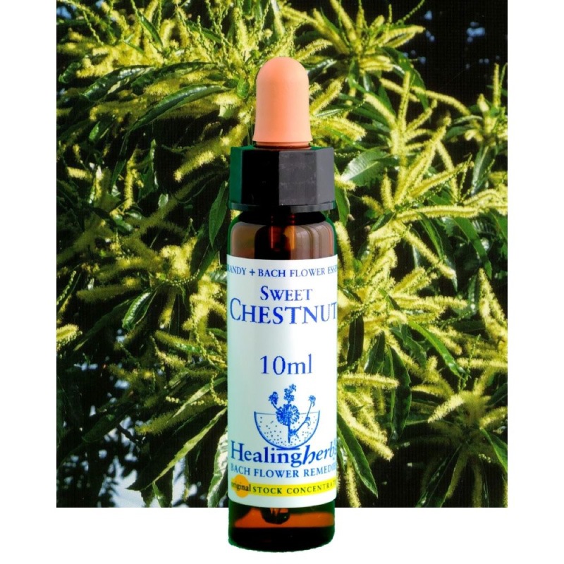 フラワーエッセンス 29 スイートチェストナット [ヒーリングハーブス