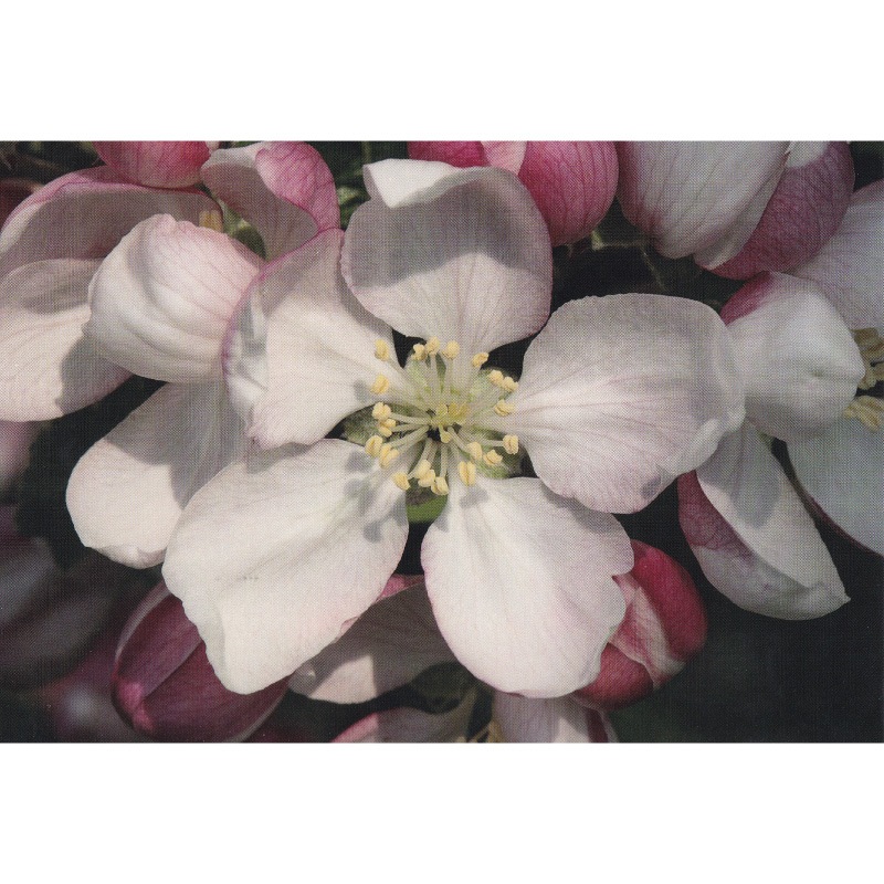 メルテンページ①インパチェンス②ラーチ③クラブアップル■ヒーリングハーブス フラワーエッセンス 33 クラブアップル [ヒーリングハーブス