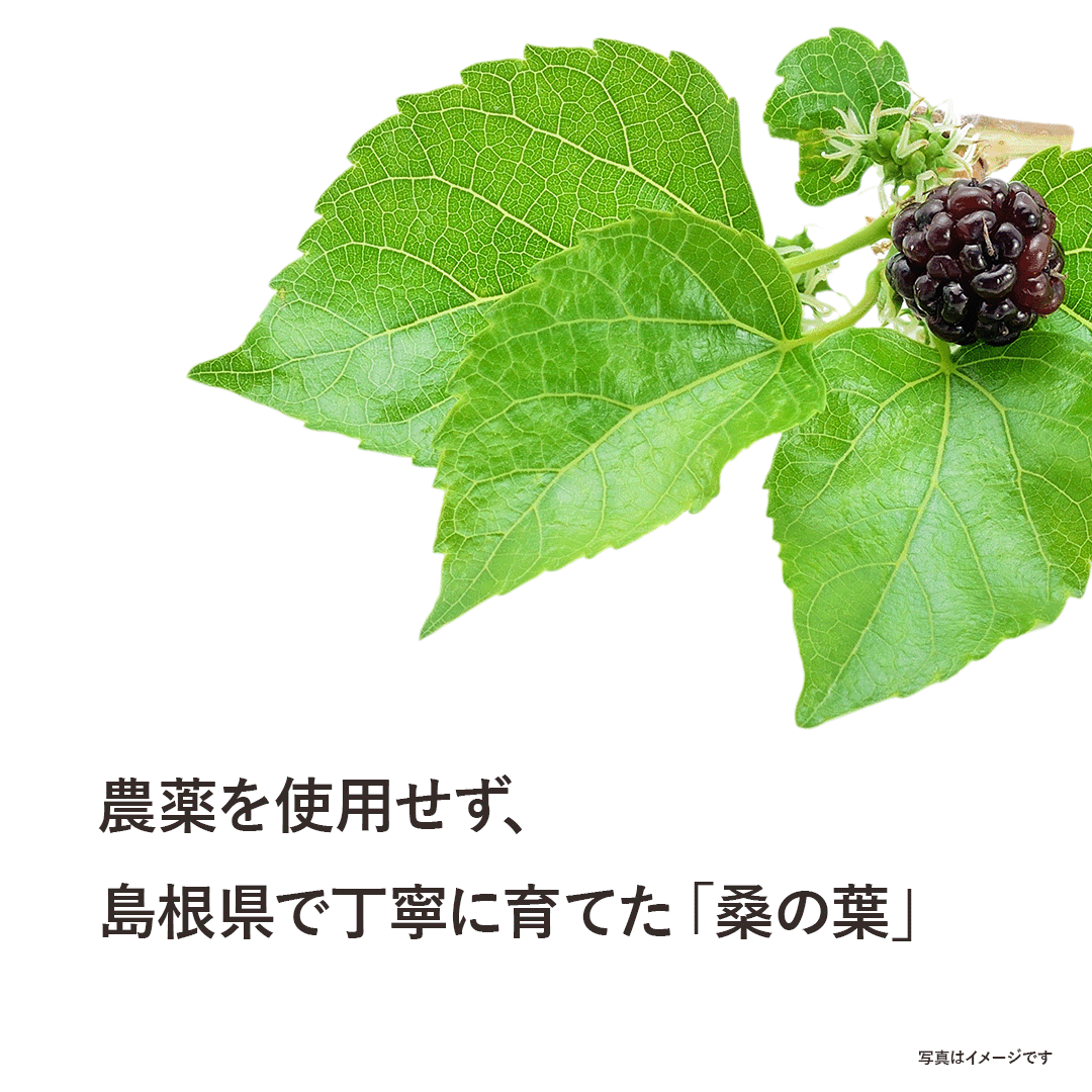 【メール便送料無料・5個セット】焙煎桑と黒豆茶