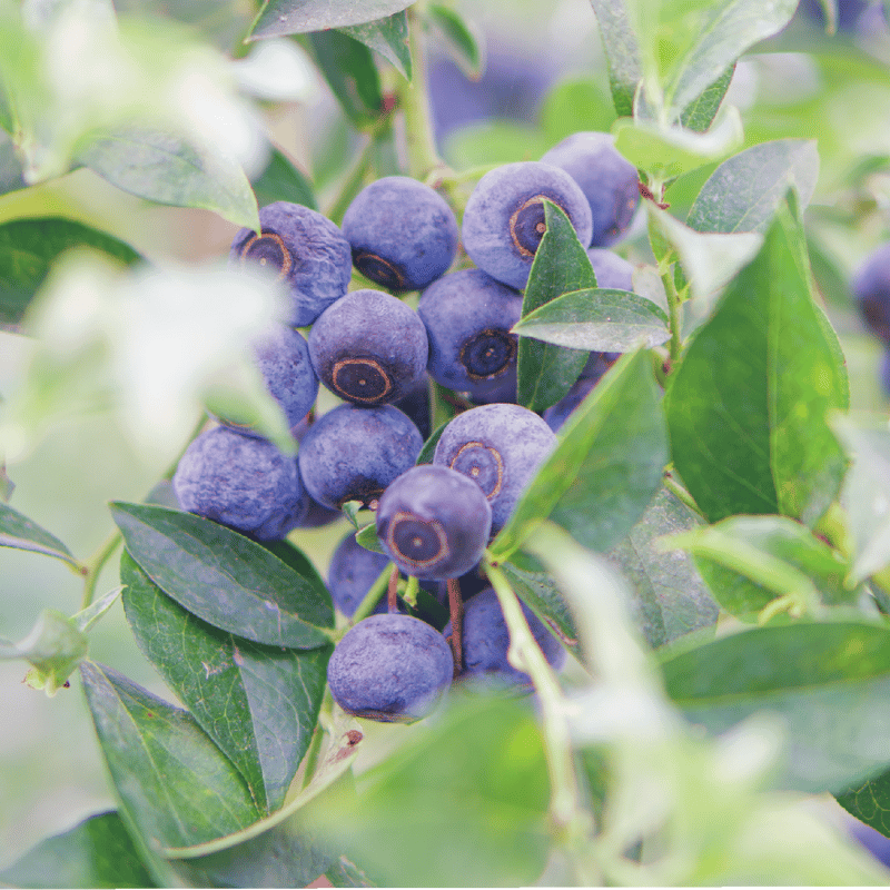 �׻ҥ֥롼�٥꡼�ʥ���