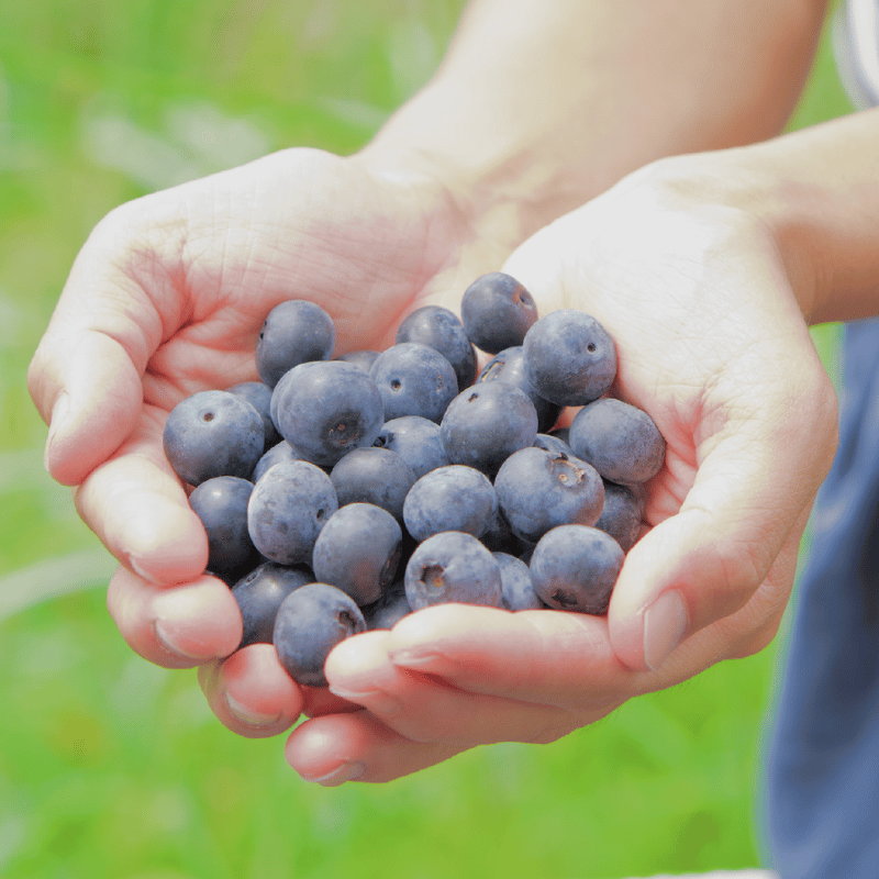 �׻ҥ֥롼�٥꡼�ʥ���