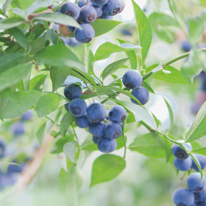 �׻ҥ֥롼�٥꡼�ʥ���