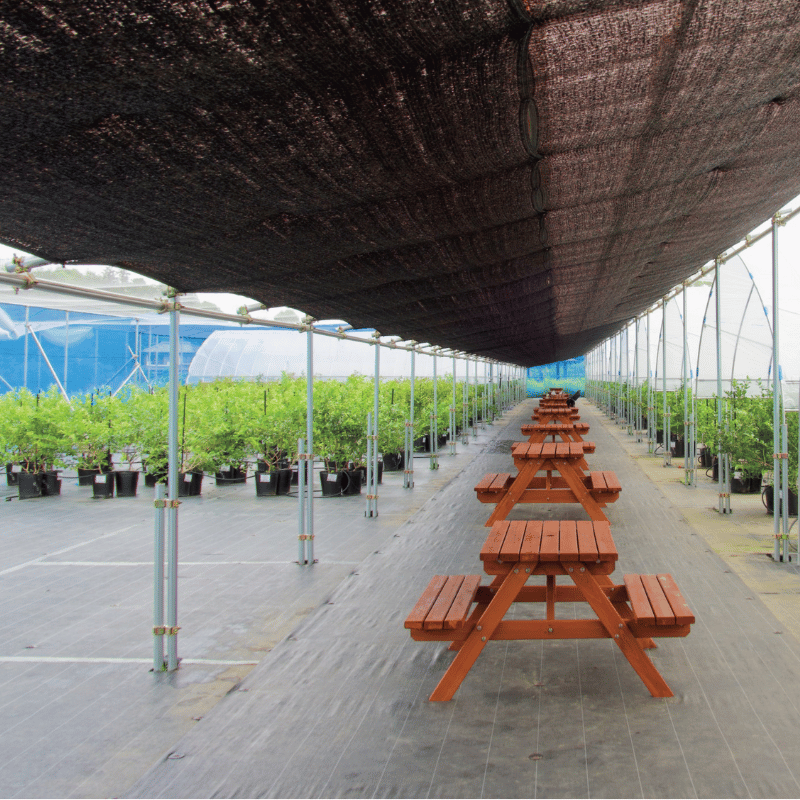 �׻ҥ֥롼�٥꡼�ʥ���