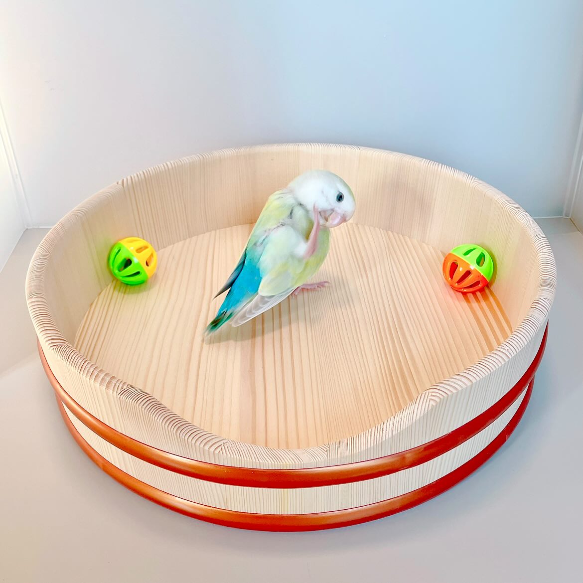 �����OK��33cm