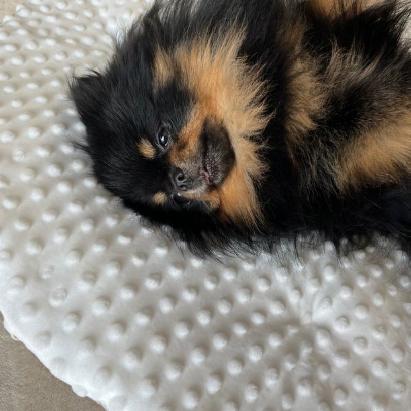 mini Roundmat | Theo by mela-B