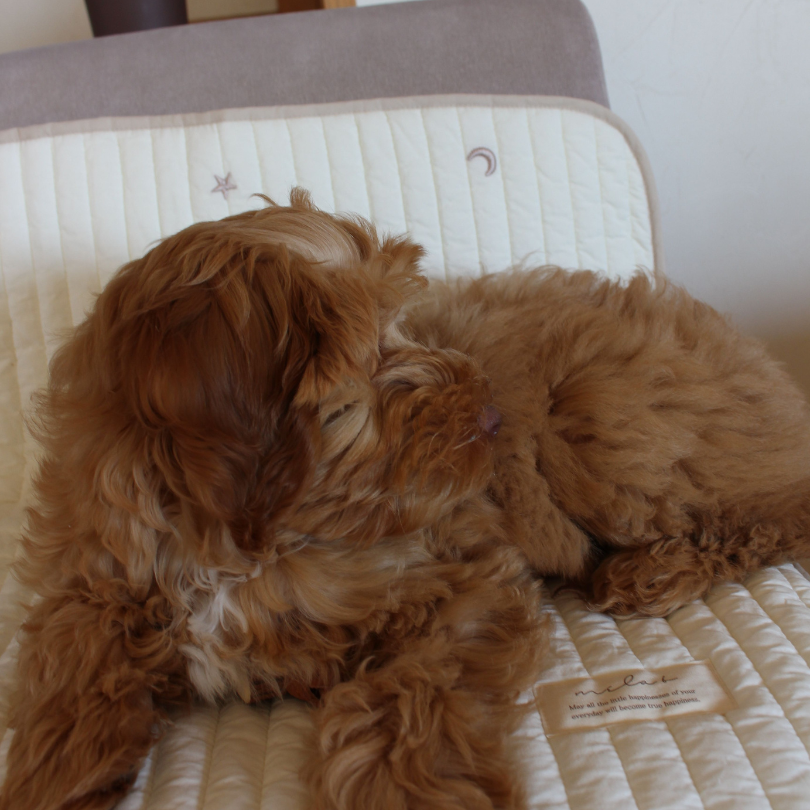 Cafemat | Theo by mela-B