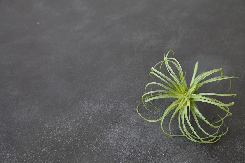 ASS-WDA32 ���ȡ���ܡ��� ������