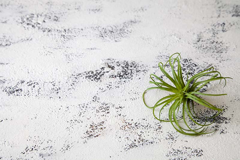 ASS-WDA61 ơܡɡۥ磻