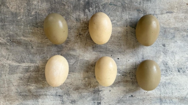 CB-763�����ޤ���6�ĥ��å�